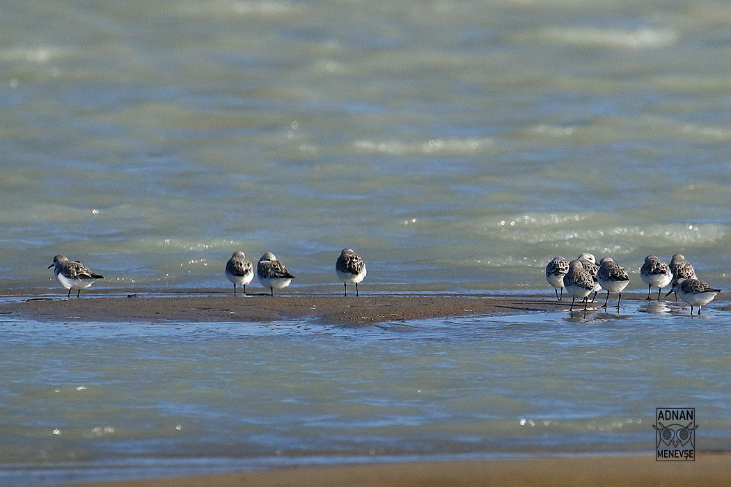 Sanderling